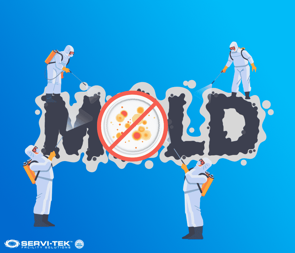 Kill Mold Before It Becomes a Problem